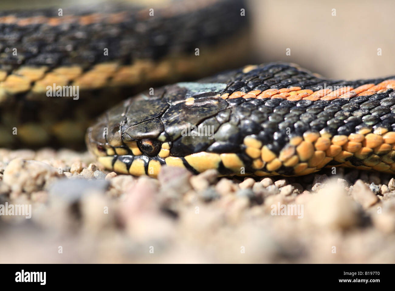 Dead snake hi-res stock photography and images - Page 2 - Alamy