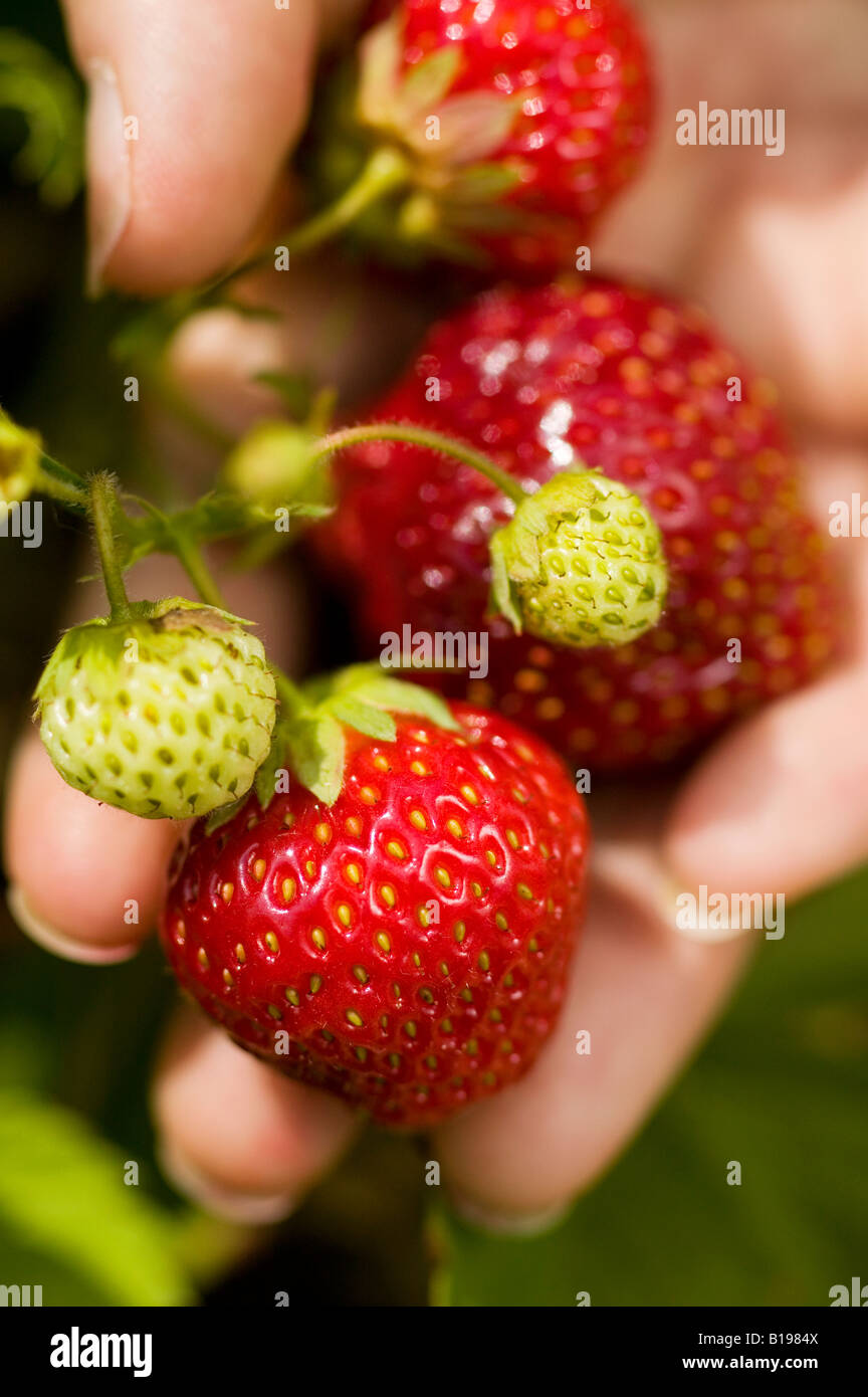 strawberry picking, Monteregie, Quebec, Canada Stock Photo