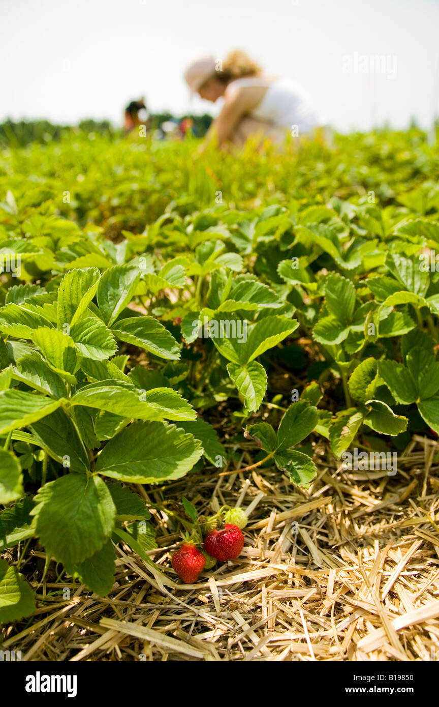 strawberry picking, Monteregie, Quebec, Canada Stock Photo Alamy