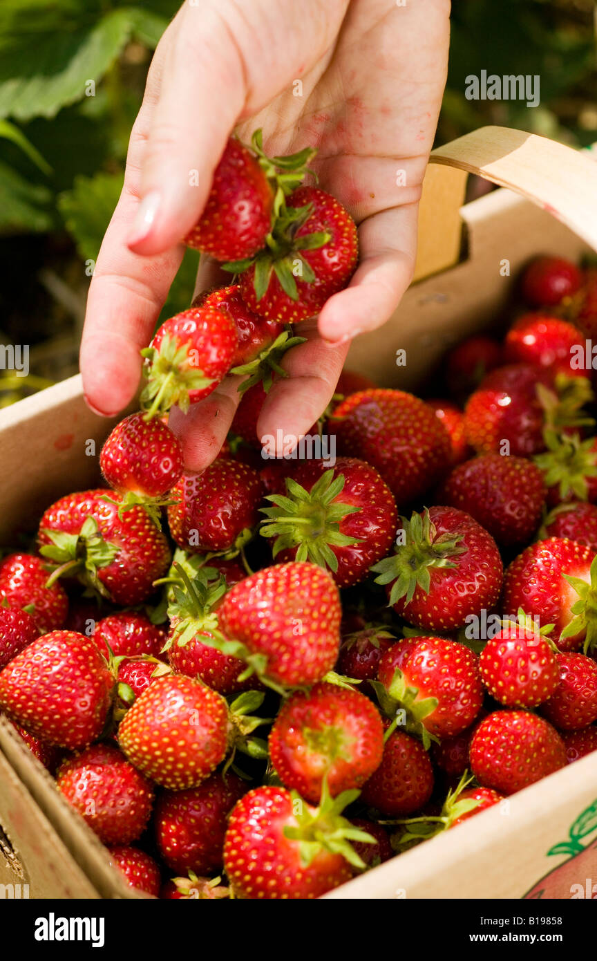strawberry picking, Monteregie, Quebec, Canada Stock Photo Alamy