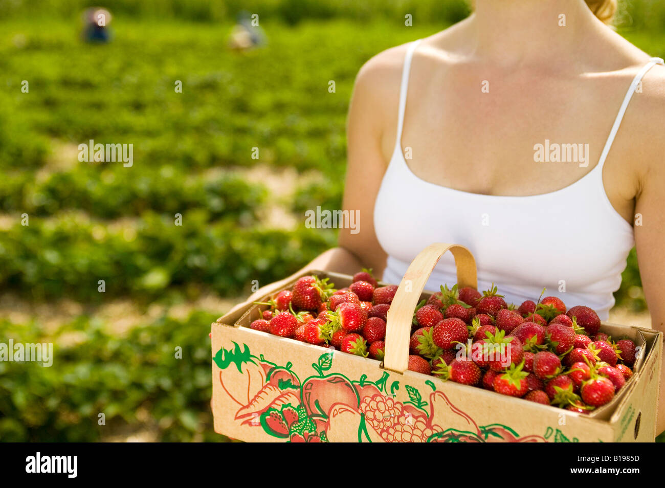 Strawberry Picking Canada Stock Photos & Strawberry Picking Canada