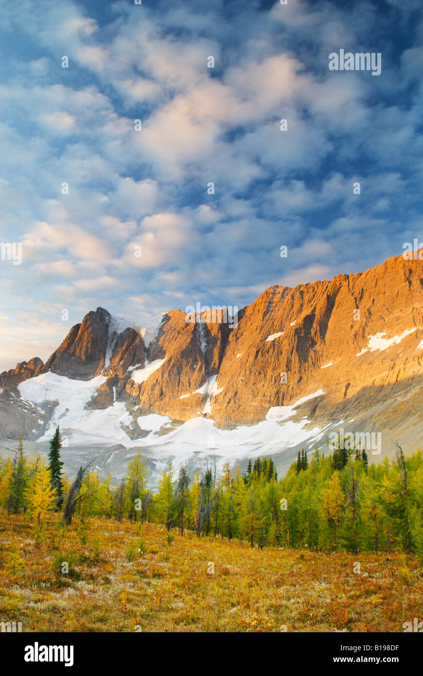 Alpine larch larix lyallii in hi-res stock photography and images - Alamy
