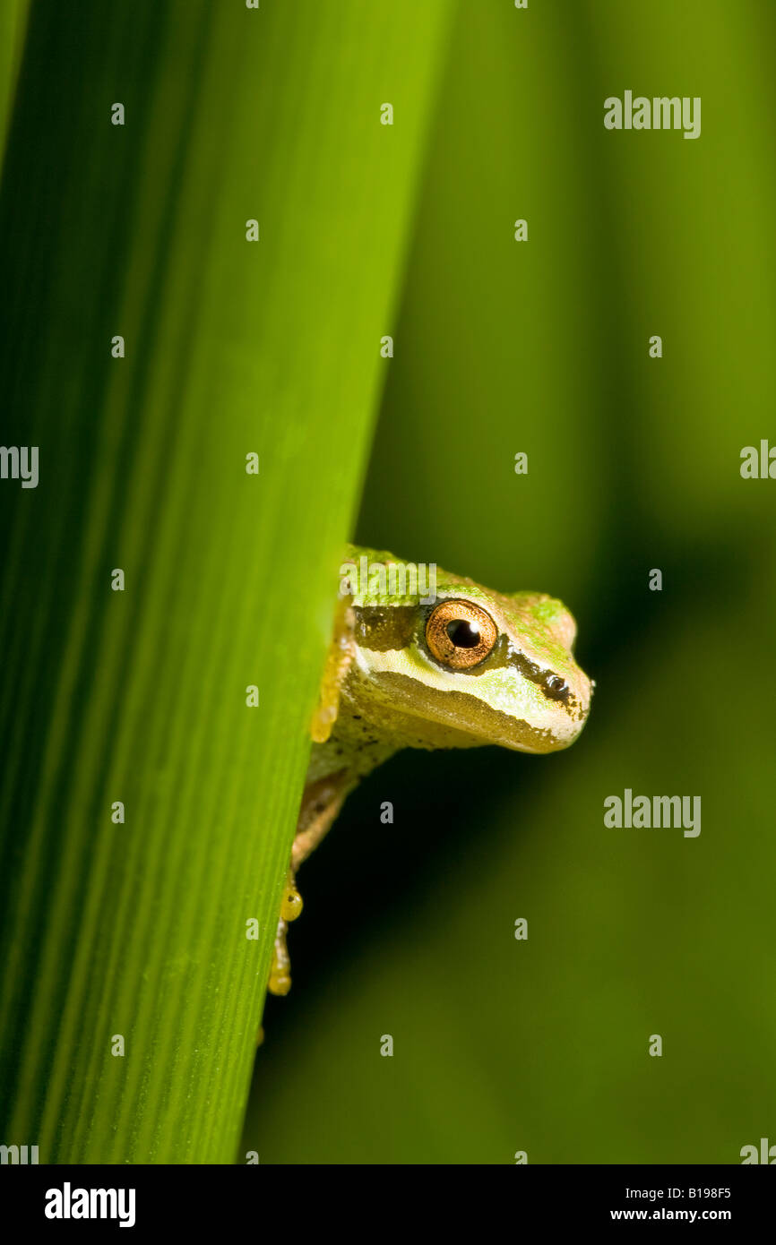 The Pacific Treefrog Hyla Regilla is  quite common in B.C. They are small frogs, up to 5 centimetres long, and may be any colour Stock Photo