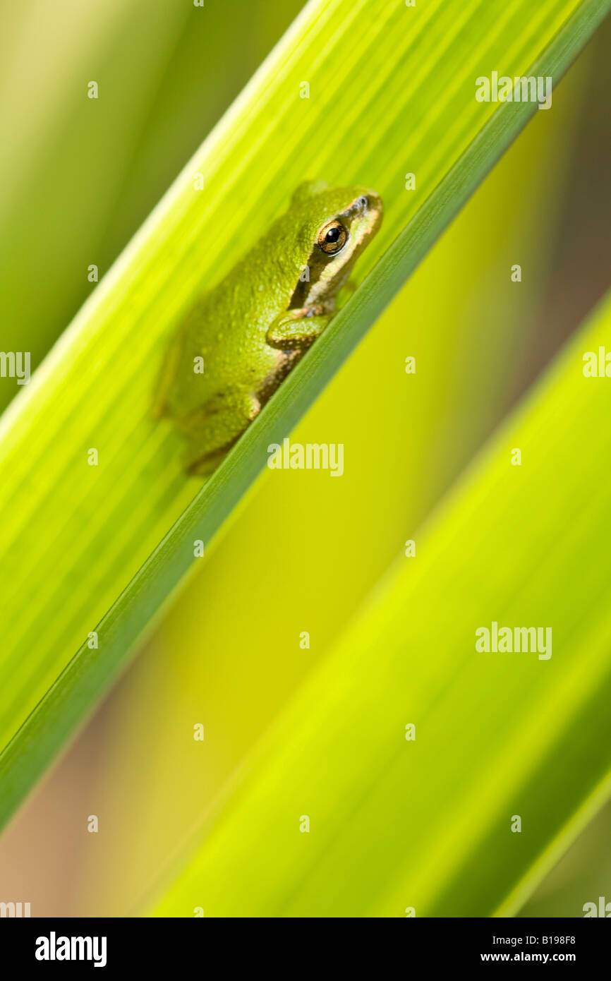 The Pacific Treefrog Hyla Regilla is  quite common in B.C. They are small frogs, up to 5 centimetres long, and may be any colour Stock Photo