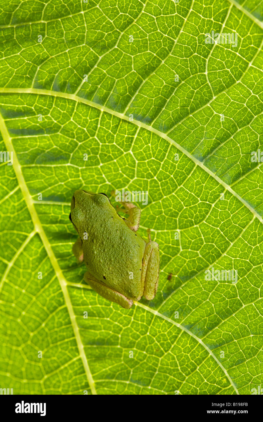 The Pacific Treefrog Hyla Regilla is quite common in B.C. They are small frogs, up to 5 centimetres long, and may be any colour Stock Photo