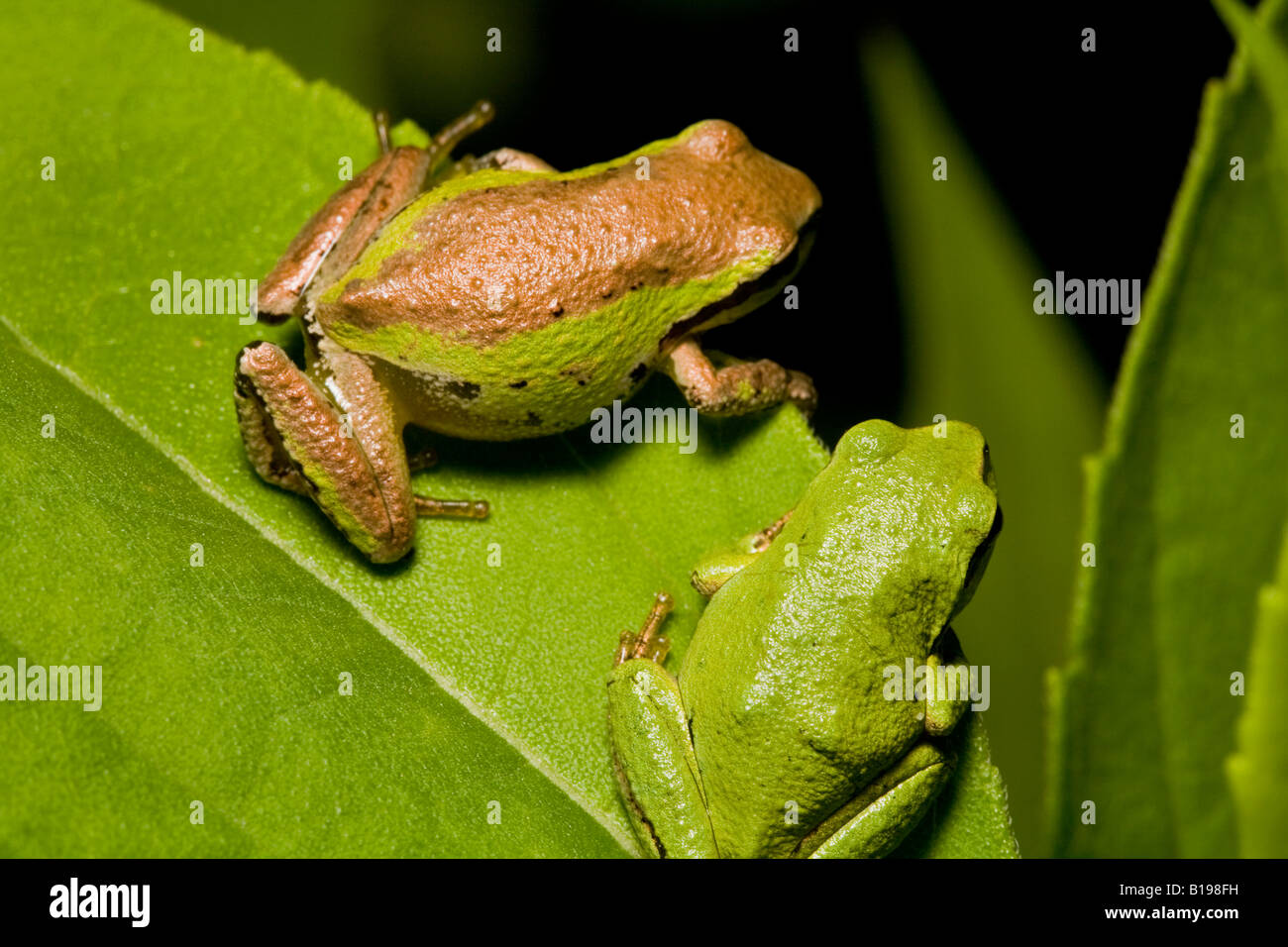 The Pacific Treefrog Hyla Regilla is quite common in B.C. They are small  frogs, up to 5 centimetres long, and may be any colour Stock Photo - Alamy