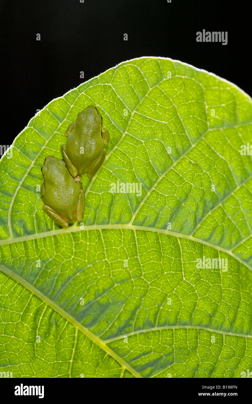 The Pacific Treefrog Hyla Regilla is quite common in B.C. They are small frogs, up to 5 centimetres long, and may be any colour Stock Photo