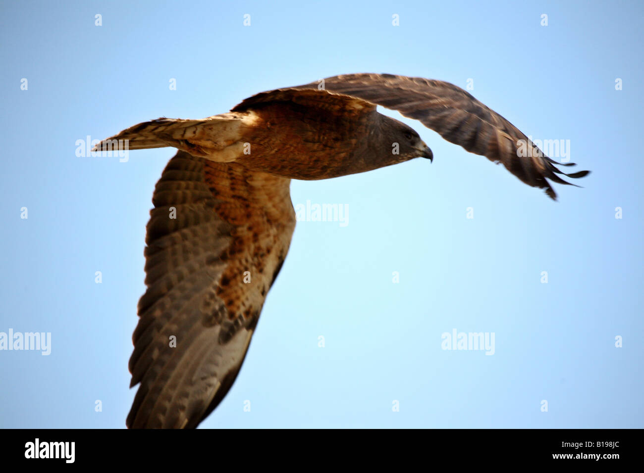 Swainson s Hawk in flight Stock Photo - Alamy