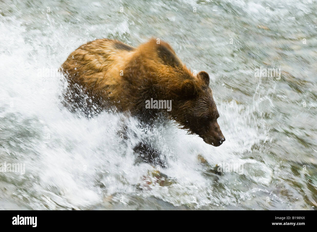 Grizzly Bear (Ursus arctos) chasing salmon in Fish Creek Tongass National Park, Alaska, United States of America. Stock Photo