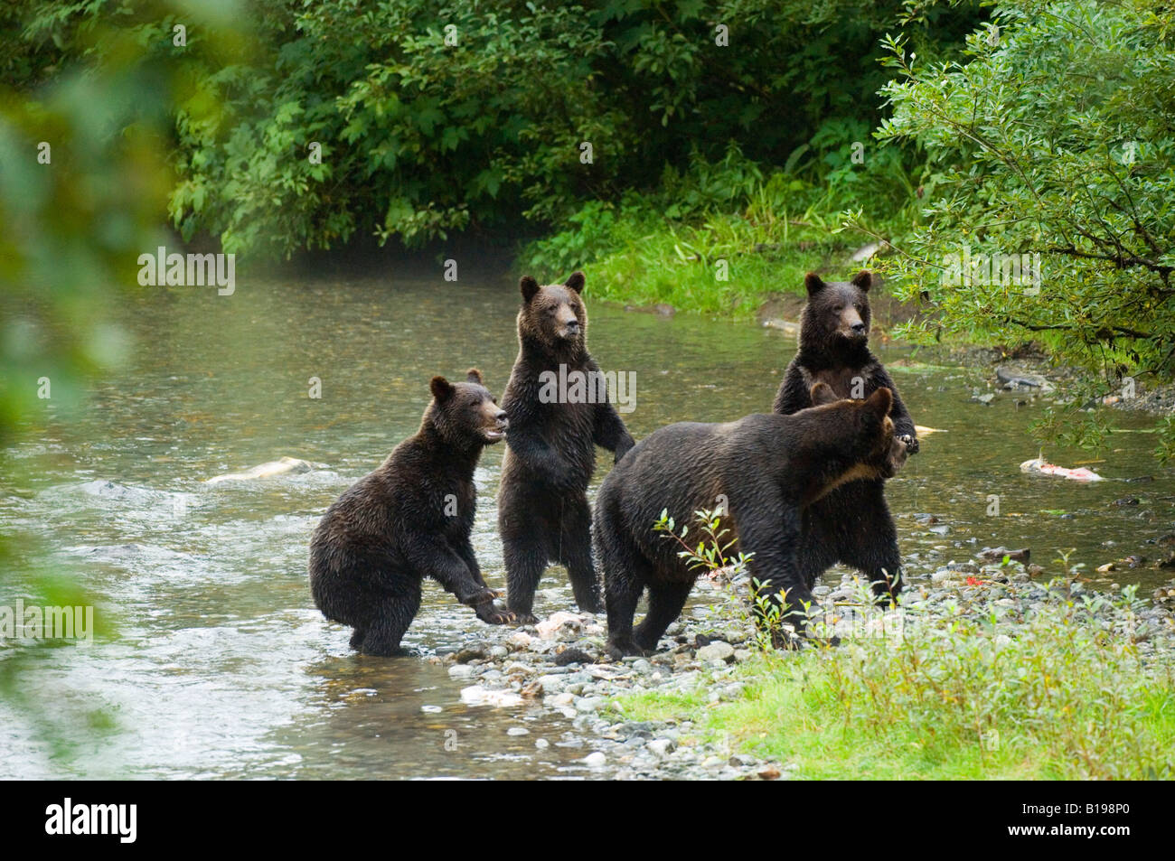 Grizzly Bear (Ursus arctos) Female with 3 yearling Cubs. When bears sense danger they often stand to identify the source. Fish C Stock Photo
