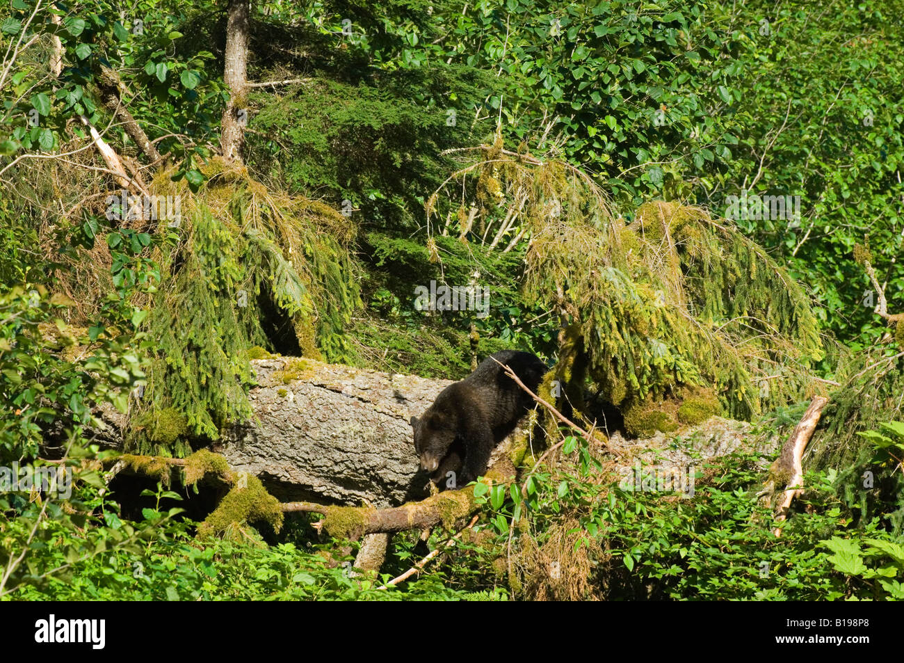 Grizzly Bear (Ursus arctos) Yearling trying to climb down from a large fallen tree. Tongass National Forest, Alaska, United Stat Stock Photo