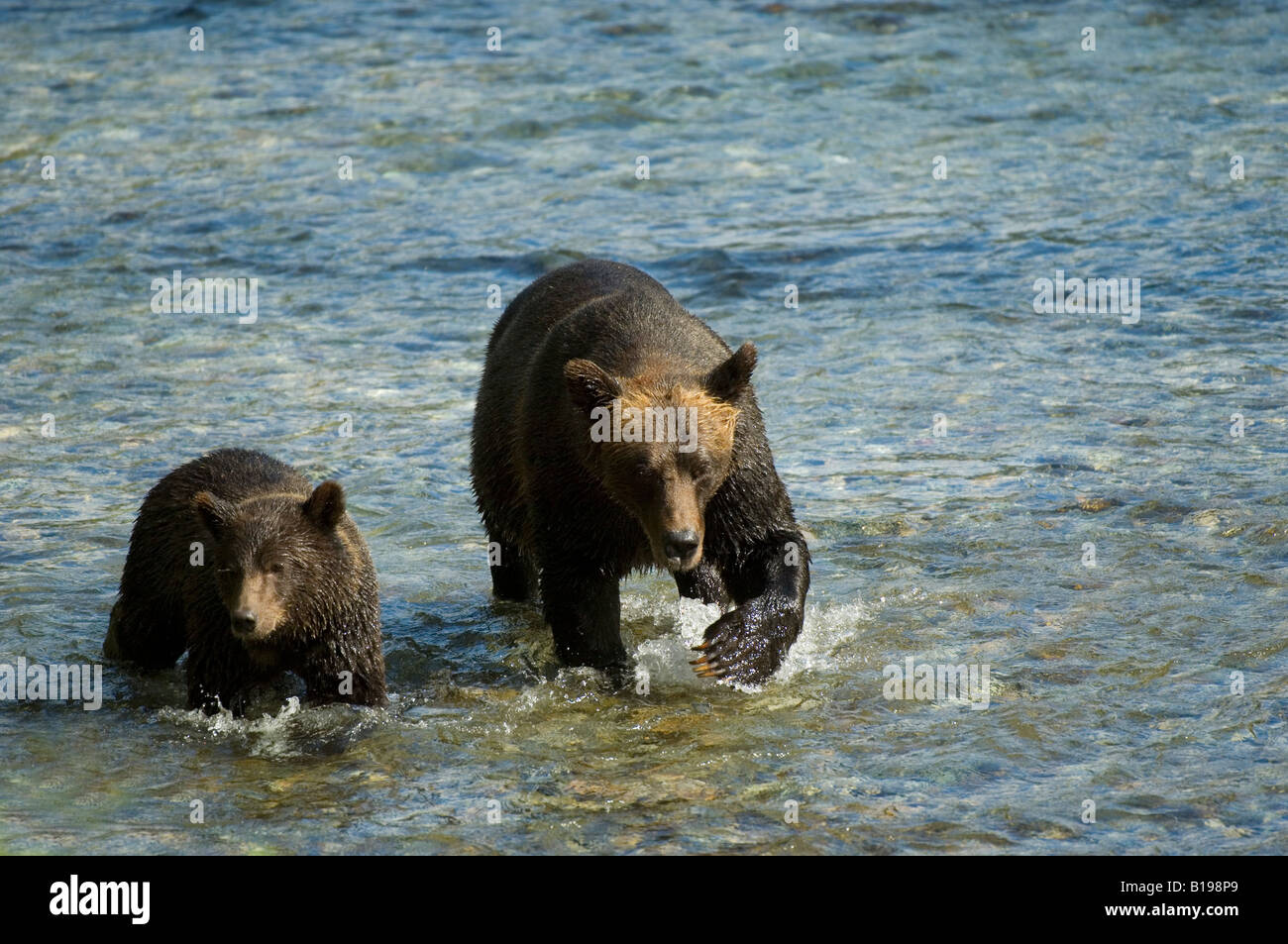 Grizzly Bear (Ursus arctos) Female  with Yearling walking in Salmon Spawning stream. Fish Creek Tongass National Forest, Alaska, Stock Photo