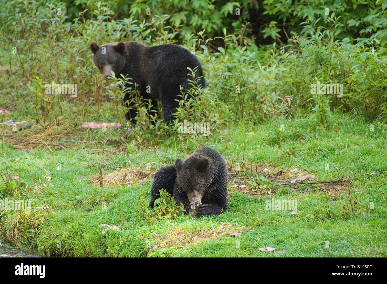 Grizzly Bear (Ursus arctos) Yearling eating fish as Female watches for any signs of danger. Fish Creek Tongass National Forest, Stock Photo
