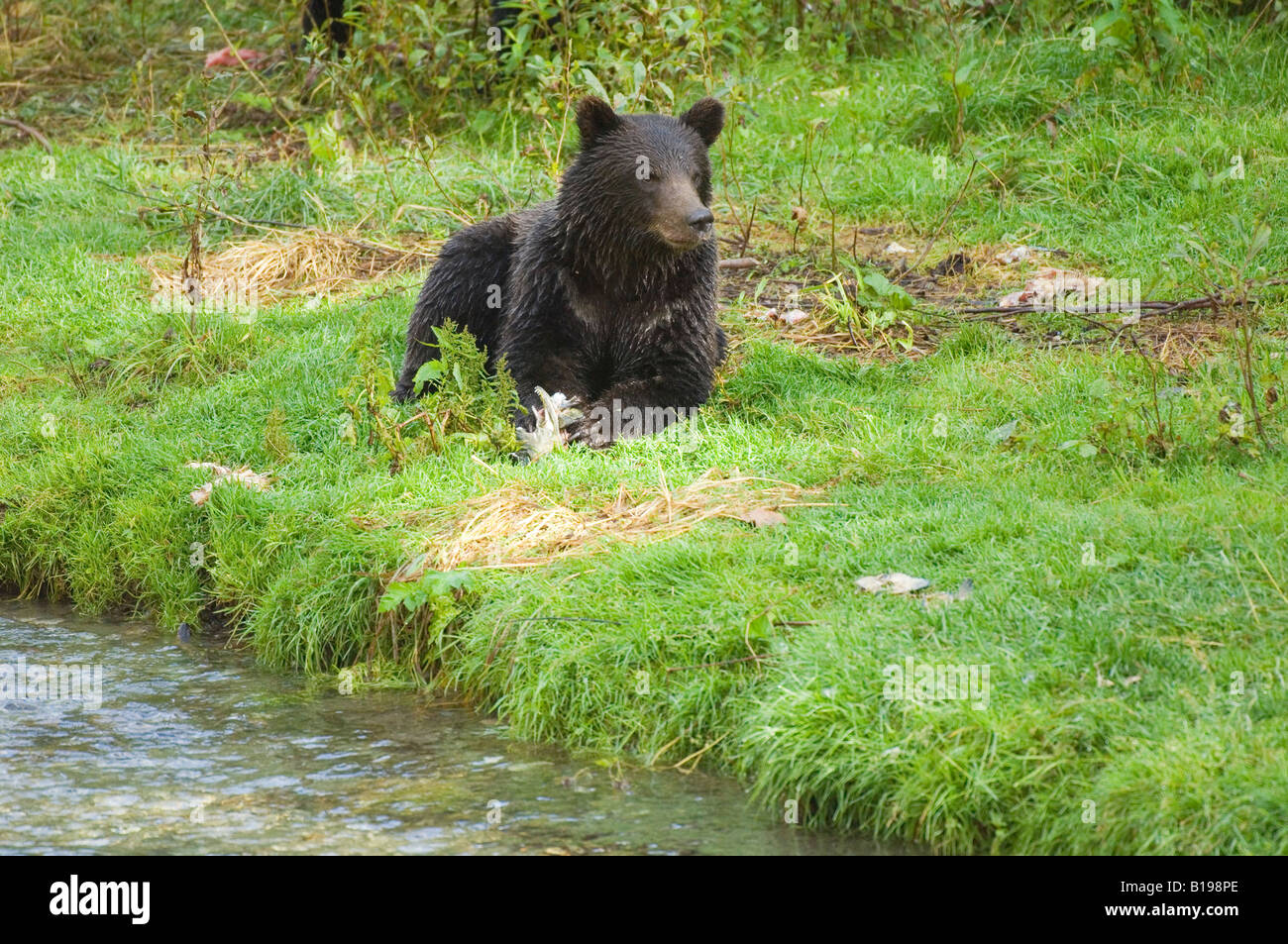 Grizzly Bear (Ursus arctos) Yearling eating fish. Fish Creek Tongass National Forest, Alaska, United States of America. Stock Photo