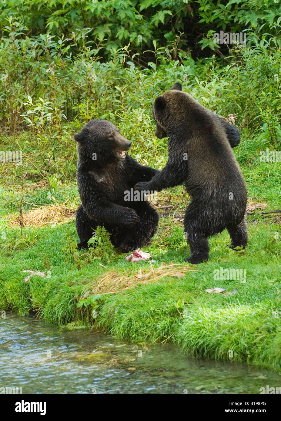 Grizzly Bear (Ursus arctos) Yearlings playing on banks of creek. Fish Creek Tongass National Forest, Alaksa, United States of Am Stock Photo