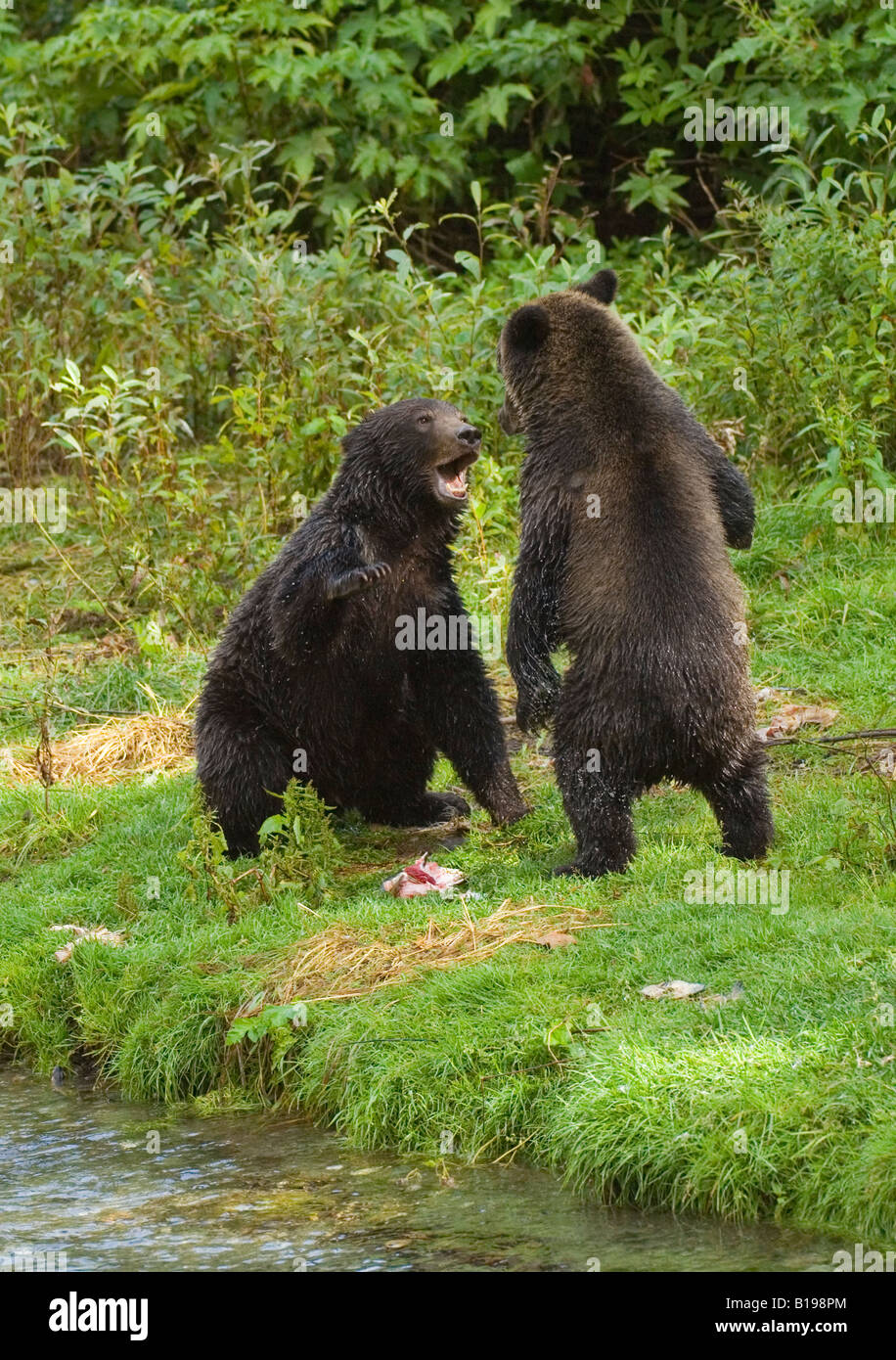 Grizzly Bear (Ursus arctos) Yearlings playing on banks of creek. Fish Creek Tongass National Forest, Alaksa, United States of Am Stock Photo