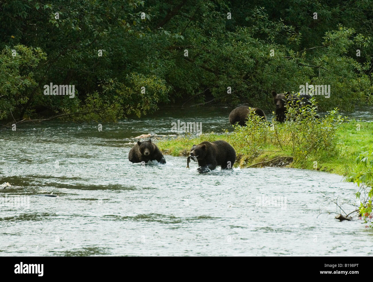 Grizzly Bear (Ursus arctos ) Female with Yearlings fishing in Fish Creek. Learning this skill is essential for the survival of t Stock Photo