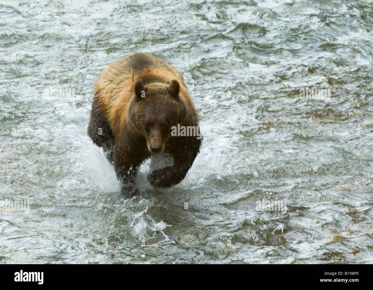 Grizzly Bear (Ursus arctos) Adult fishing in Fish Creek. Each Bear developes its own technique for fishing. This adult chooses t Stock Photo