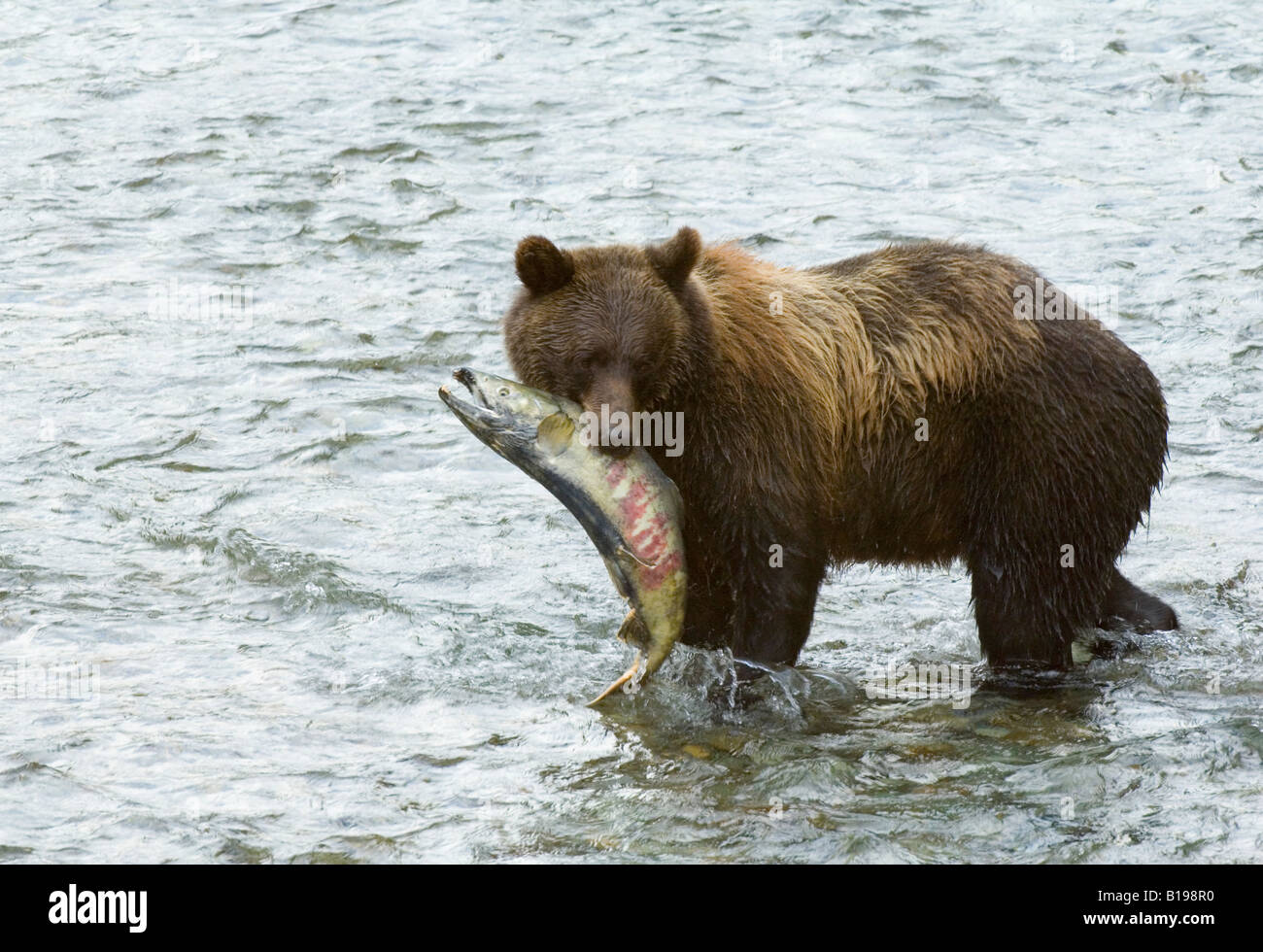 Grizzly Bear (Ursus arctos) Adult with Chum (Oncorhyncus keta) Salmon Male caught in Fish Creek Tongass National Forest, Alaska, Stock Photo