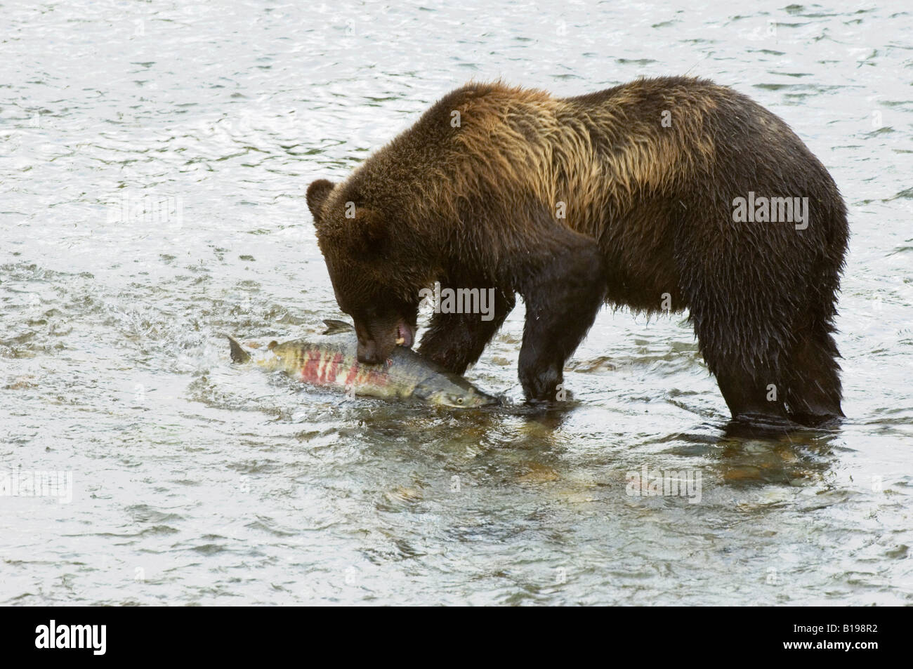 Grizzly Bear (Ursus arctos) Adult with Chum (Oncorhyncus keta) Salmon Male caught in Fish Creek. This species of salmon can weig Stock Photo