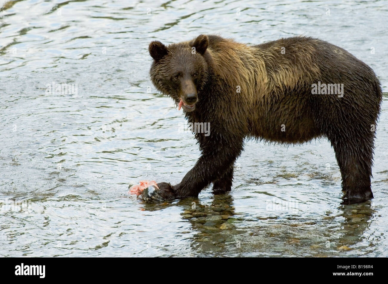 Grizzly Bear (Ursus arctos) Adult eating salmon. Fish Creek Tongass National Forest, Alaska, United States of America. Stock Photo