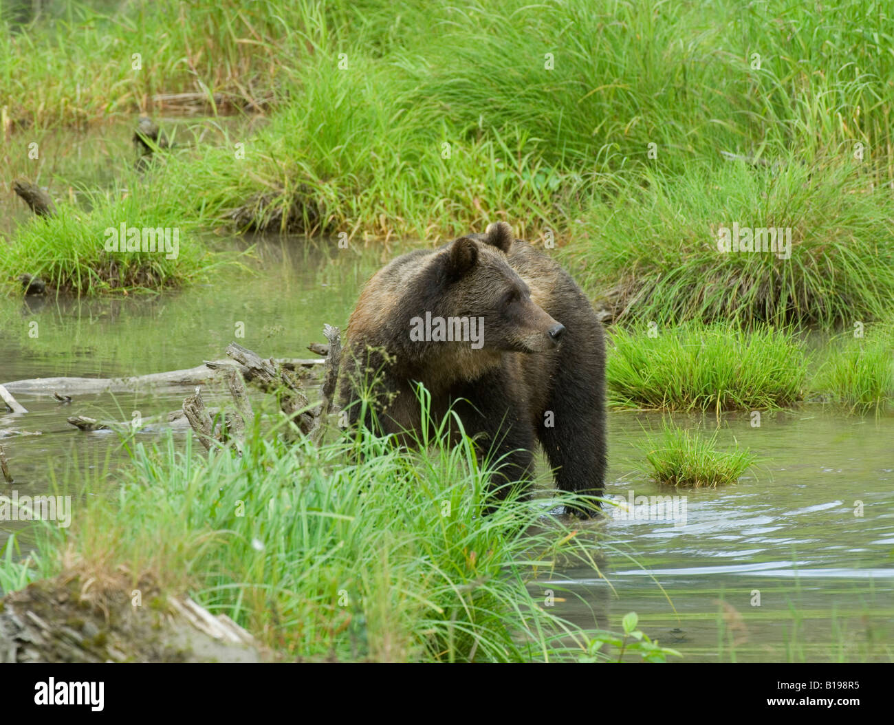 Grizzly Bear (Ursus arctos) Adult. Although classed as carnivores bears tend to be omnivorous and are always foraging for someth Stock Photo