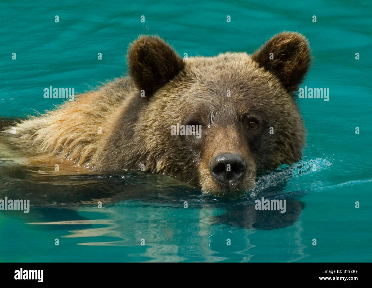 Grizzly Bear (Ursus arctos) Adult swimming in pond on warm summer afternoon. Tongass National Forest, Alaska, United States of A Stock Photo
