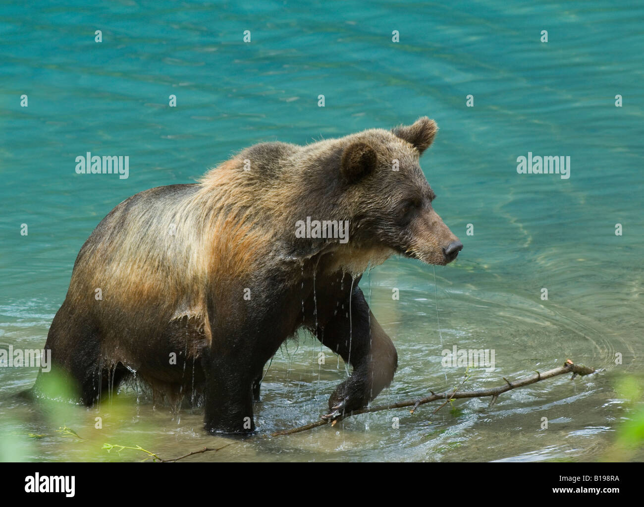 Grizzly Bear (Ursus arctos) Adult emerging from water. Tongass National Forest, Alaska, United States of America. Stock Photo