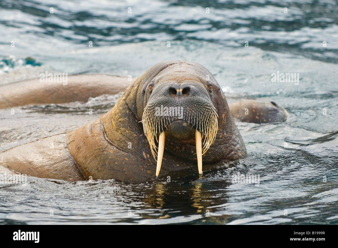 Atlantic walrus (Odobenus rosmarus), Svalbard Achipelago, Arctic Norway ...