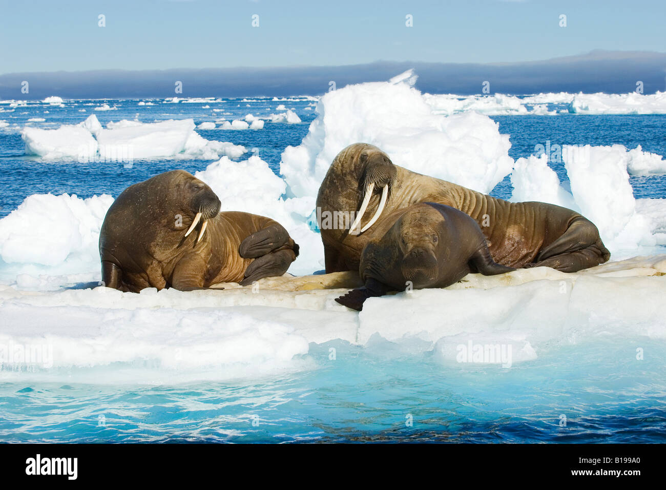Adult female Atalntic walrus (Odobenus rosmarus), calf and subadult loafing on pack ice, Svalbard Archipelago, Arctic Norway Stock Photo