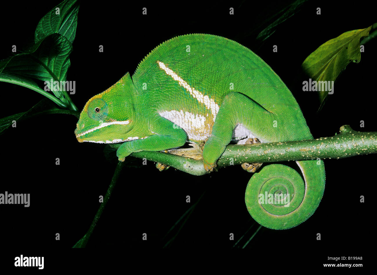 Balteatus chameleon (Furcifer balteatus), Madagascar Stock Photo