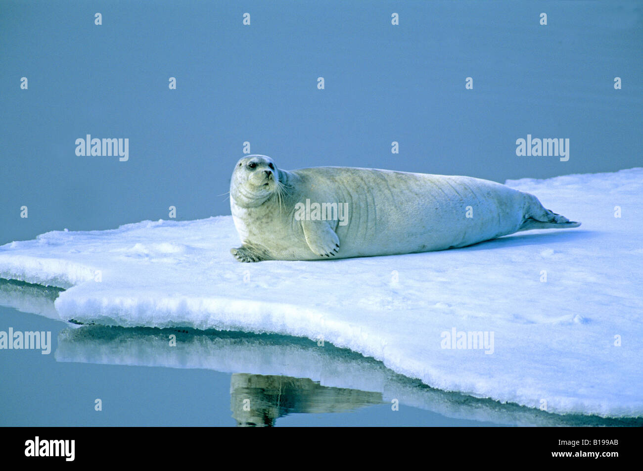 Bearded seal (Erignathus barbatus) laofing on pack ice.  Svalbard, Arctic Norway. Stock Photo