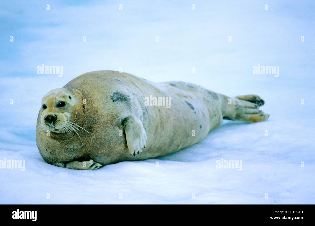 Adult bearded seal (Erignathus barbatus) loafing on pack ice.  Svalbard, Arctic Norway. Stock Photo