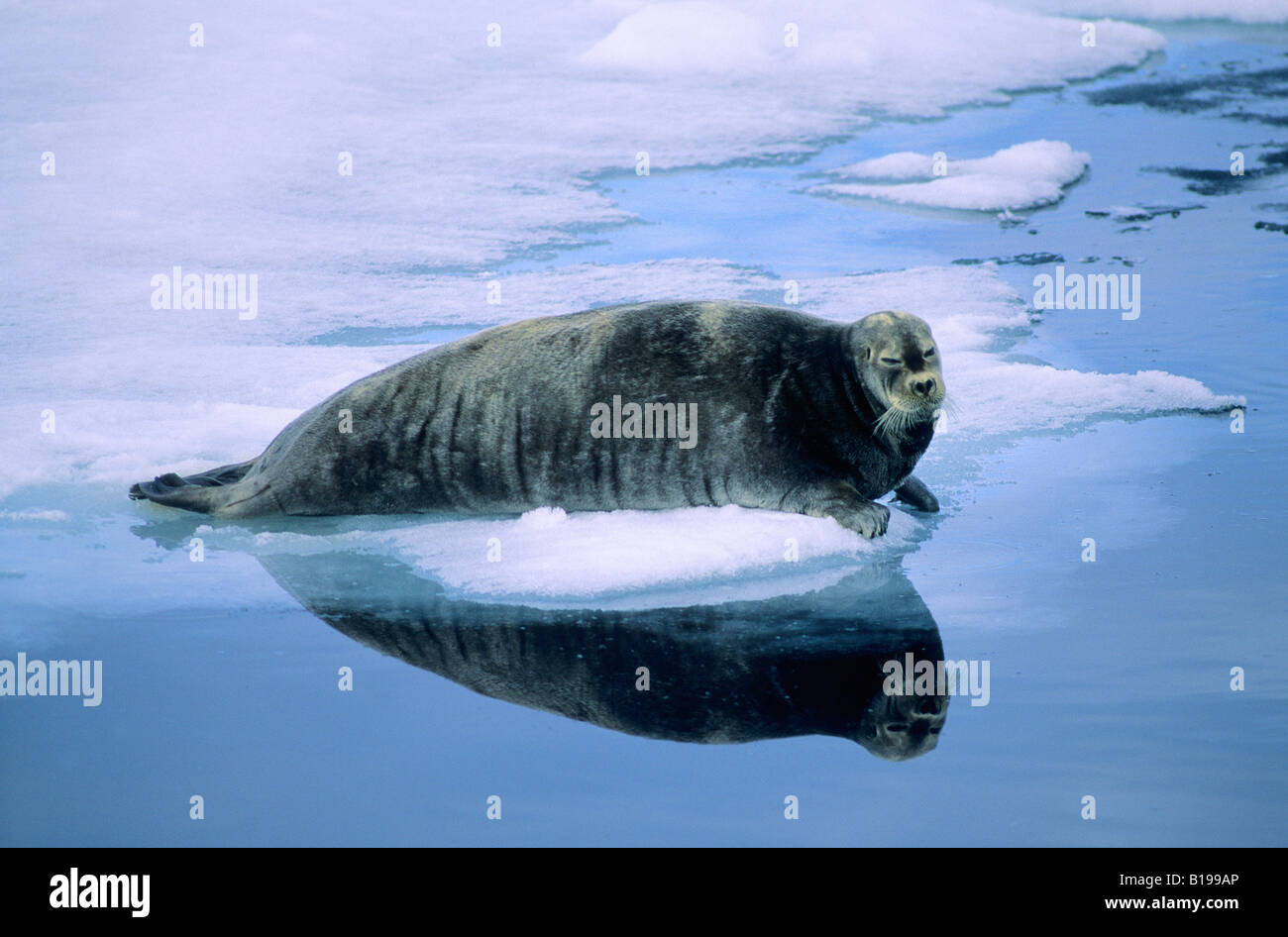 Adult bearded seal (Erignathus barbatus) resting on pack ice, Svalbard Archipelago, Arctic Norway Stock Photo