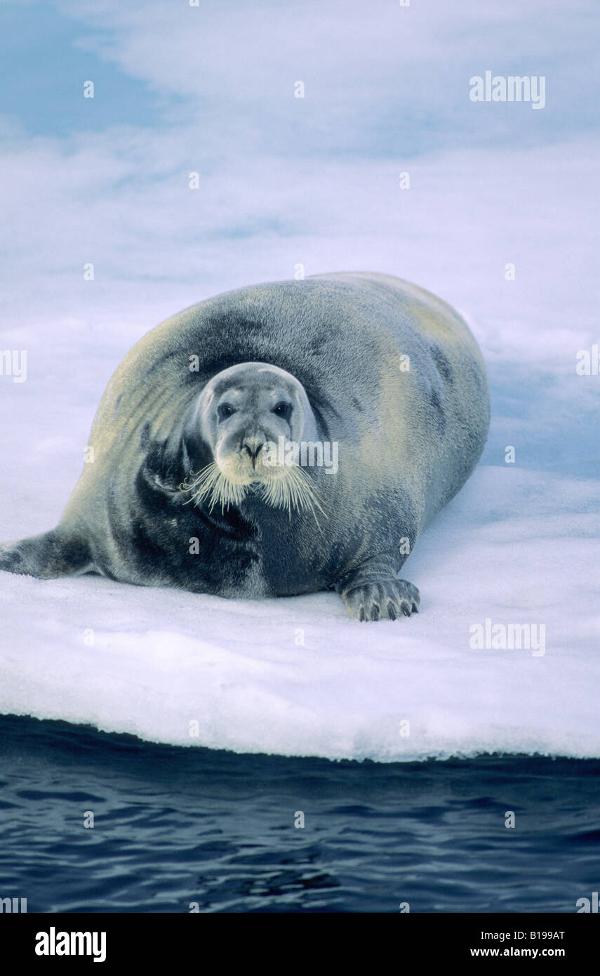 Adult bearded seal (Erignathus barbatus) resting on pack ice, Svalbard Achipelago, Arctic Norway Stock Photo