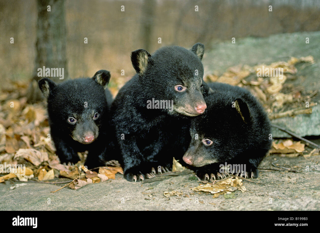 Three Black Bear Cubs