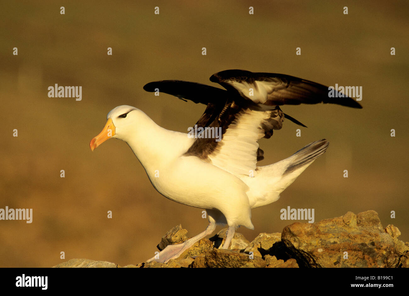 Adult black-browed albatross (Thalassarche melanophris), Falkland Islands Stock Photo