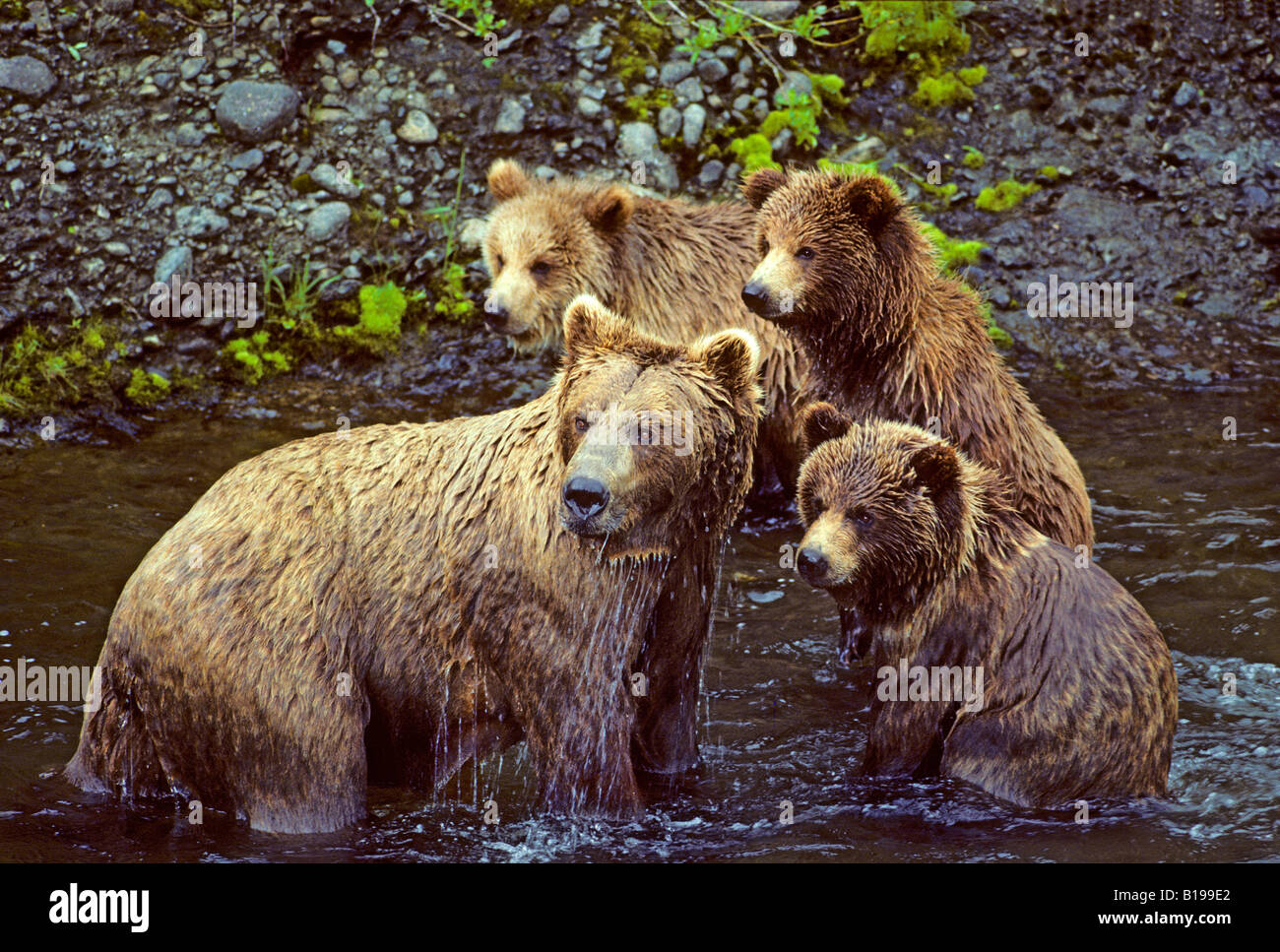Mother brown bear (Ursus arctos) fishing for salmon with her triplet ...