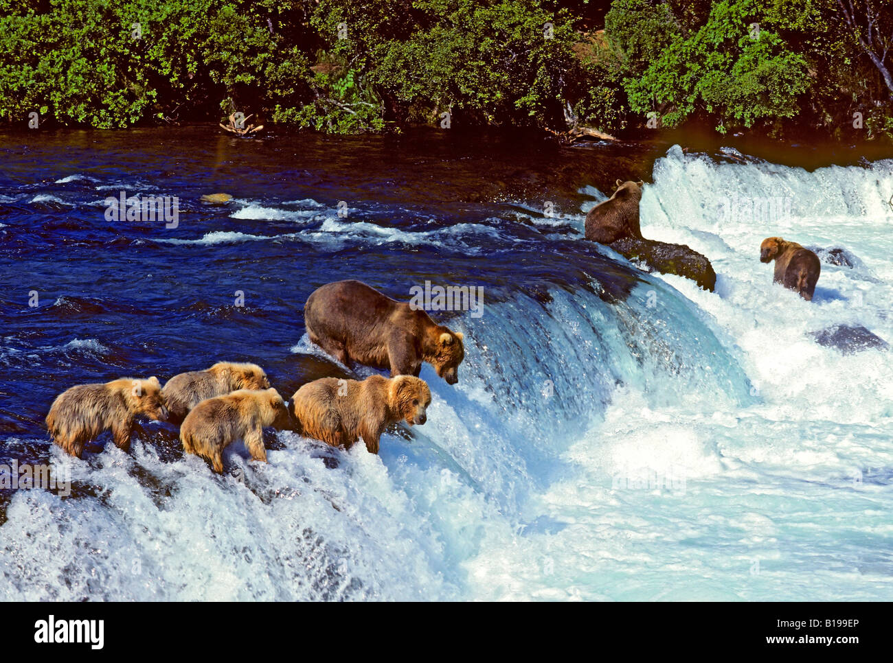 Brown bears (Ursus arctos) fishing for pink salmon at a waterfalls, coastal Alaska. Stock Photo