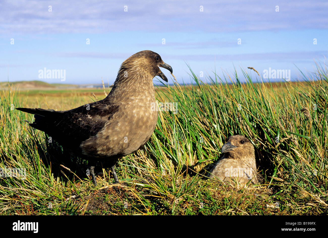 Adult male brown skua (Catharacta antarctica) standing beside incubating female mate, Falkland Islands Stock Photo