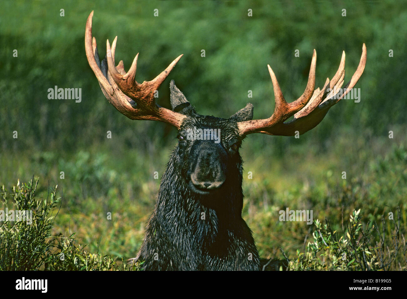 Bull moose (Alces alces) in which the velvet has recently been shed from its antlers and left them stained with blood, Teton Nat Stock Photo