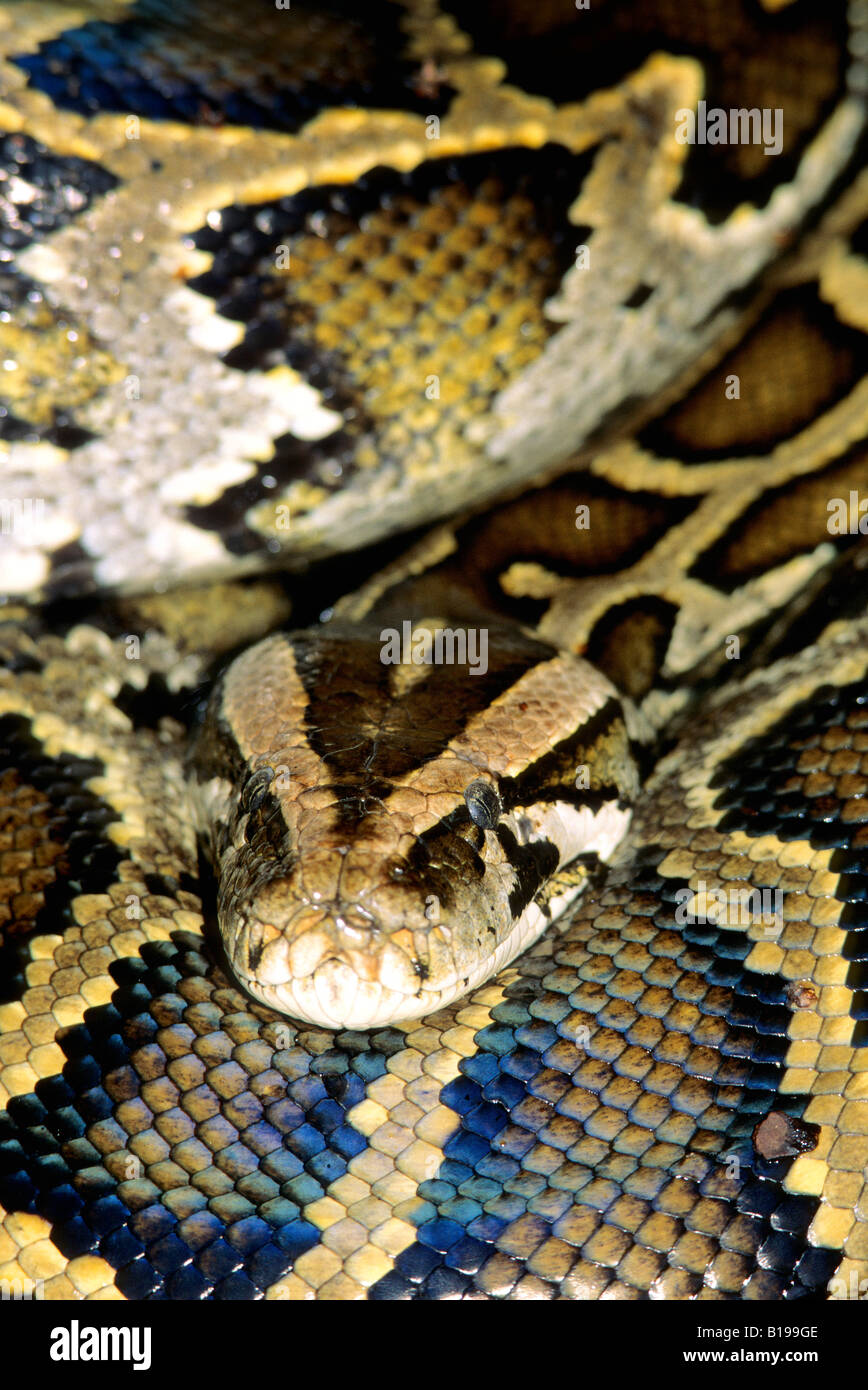 Adult female Burmese python (Python molurus), escaped captive ...