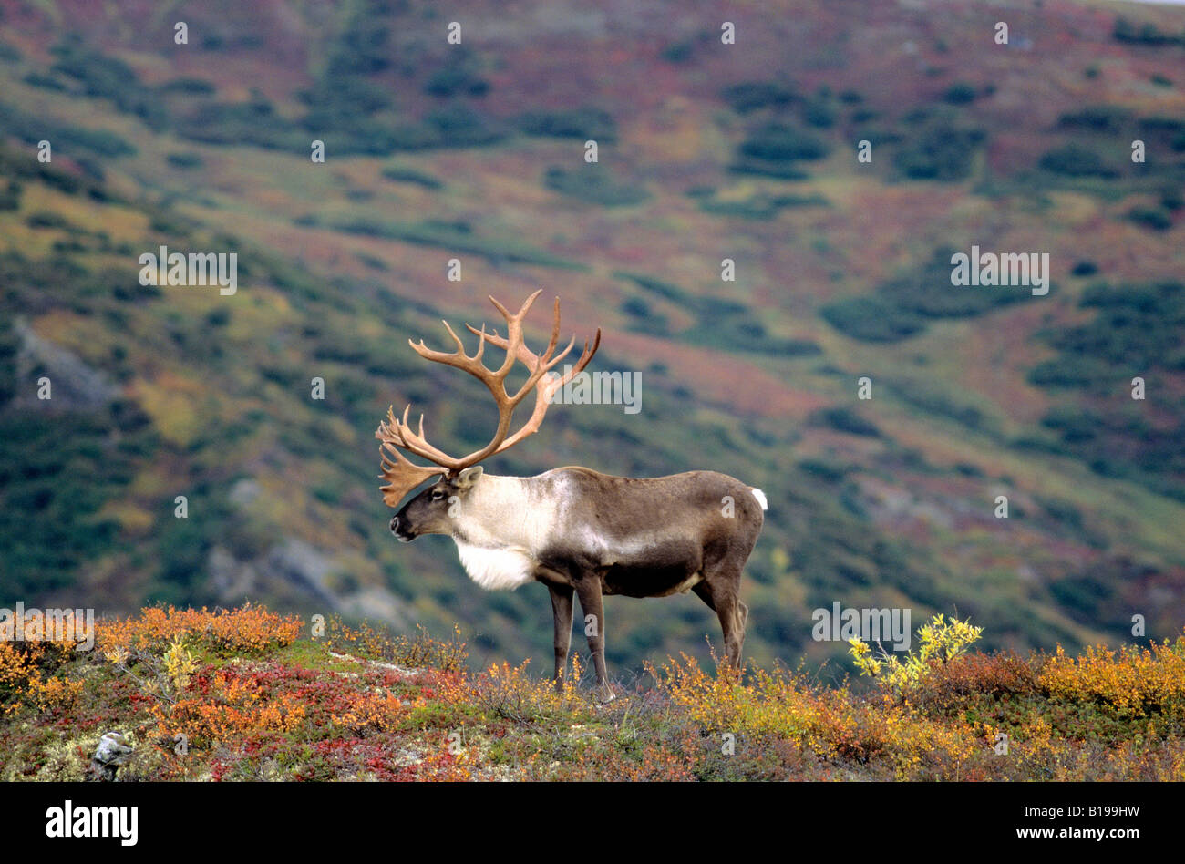 Adult bull caribou (Rangifer tarandus), Alaska, USA. Stock Photo