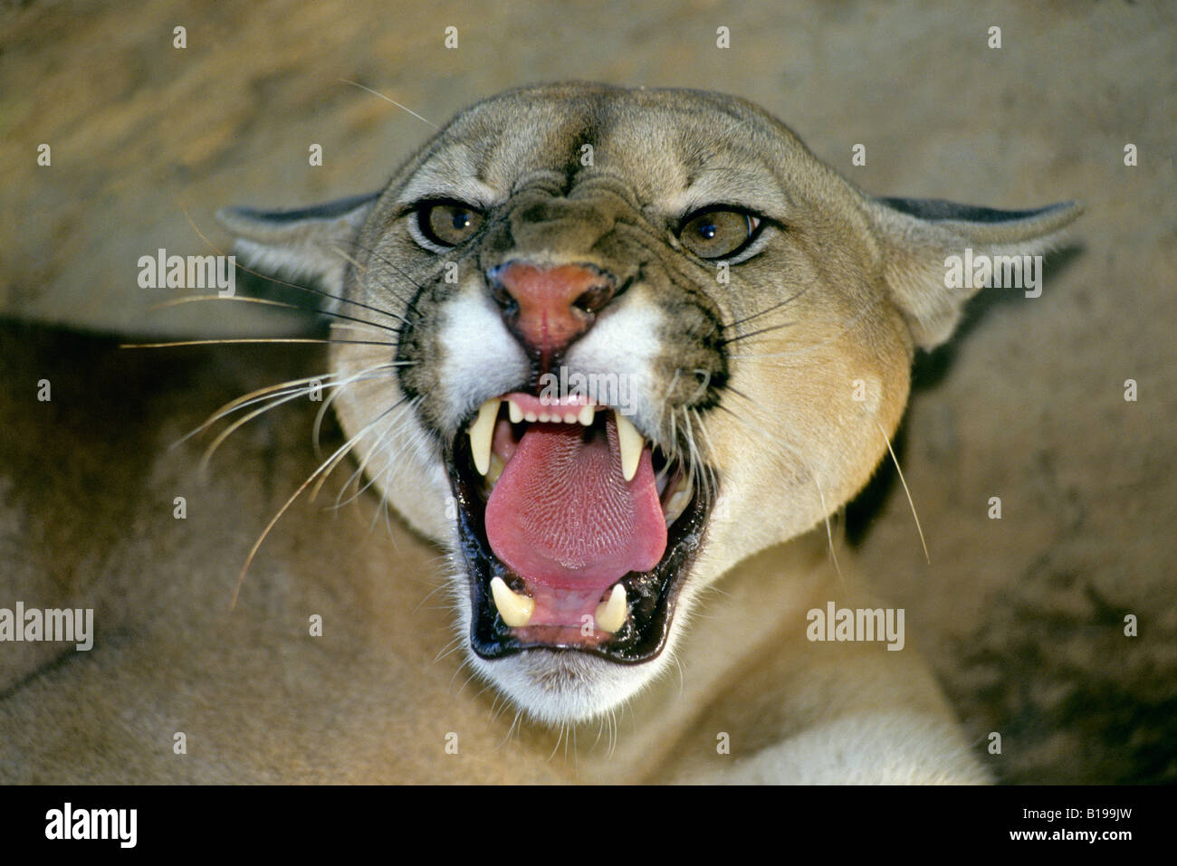 Cougar (Puma concolor) - aggressive threat. Venezuela Stock Photo - Alamy