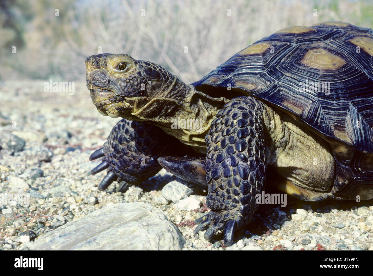 Adult desert tortoise (Gopherus agassizii) foraging in the Sonoran Desert, southern Arizona, USA Stock Photo
