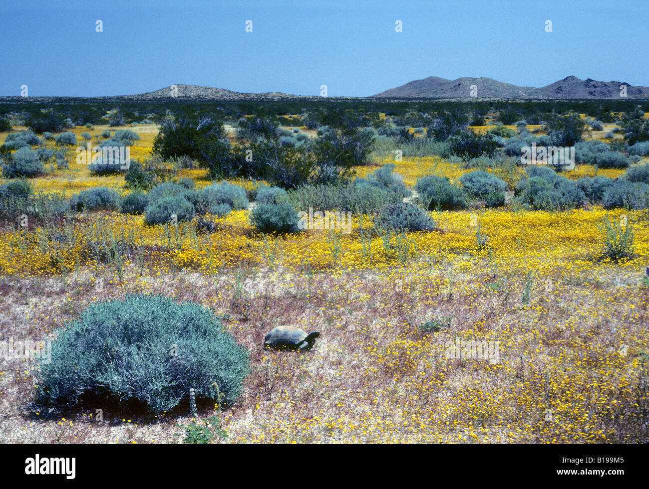 Adult desert tortoise (Gopherus agassizii) foraging in the Mojave ...