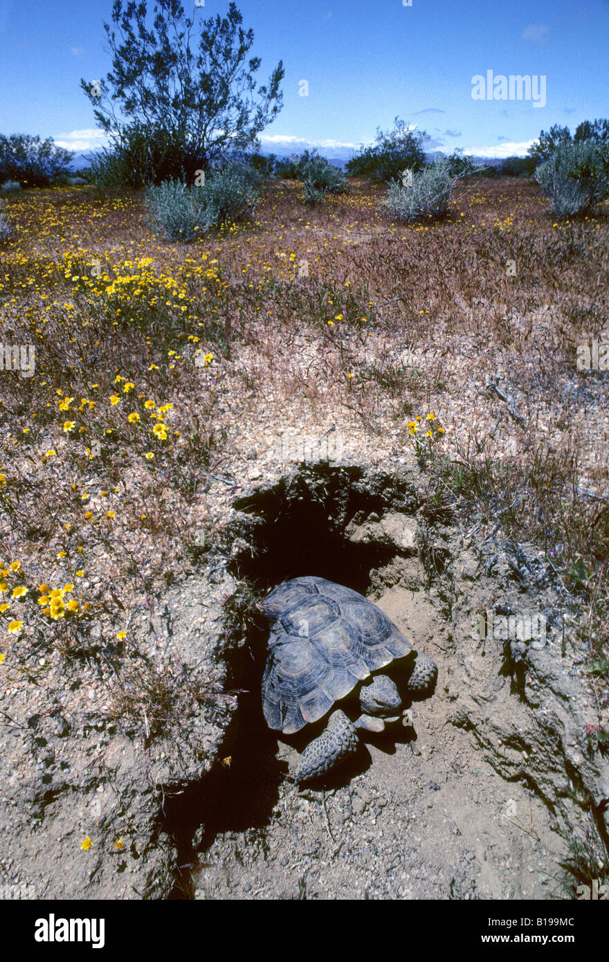 Adult desert tortoise (Gopherus agassizii) foraging in the Mojave Desert, southern California, USA Stock Photo