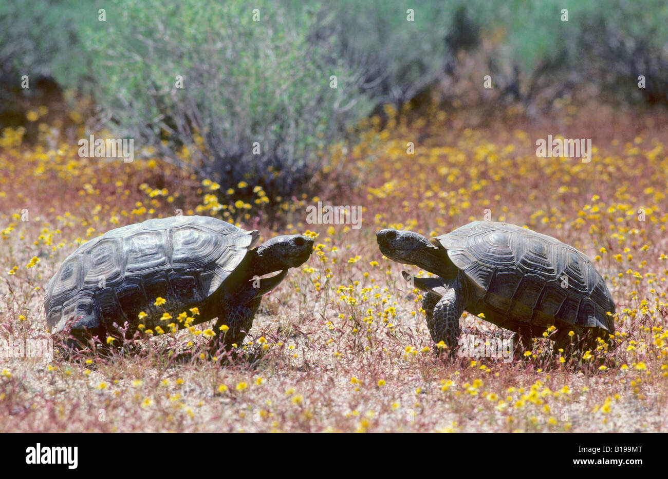 Adult male desert tortoises (Gopherus agassizii) in aggressive display, Mojave Desert, southern California, USA Stock Photo