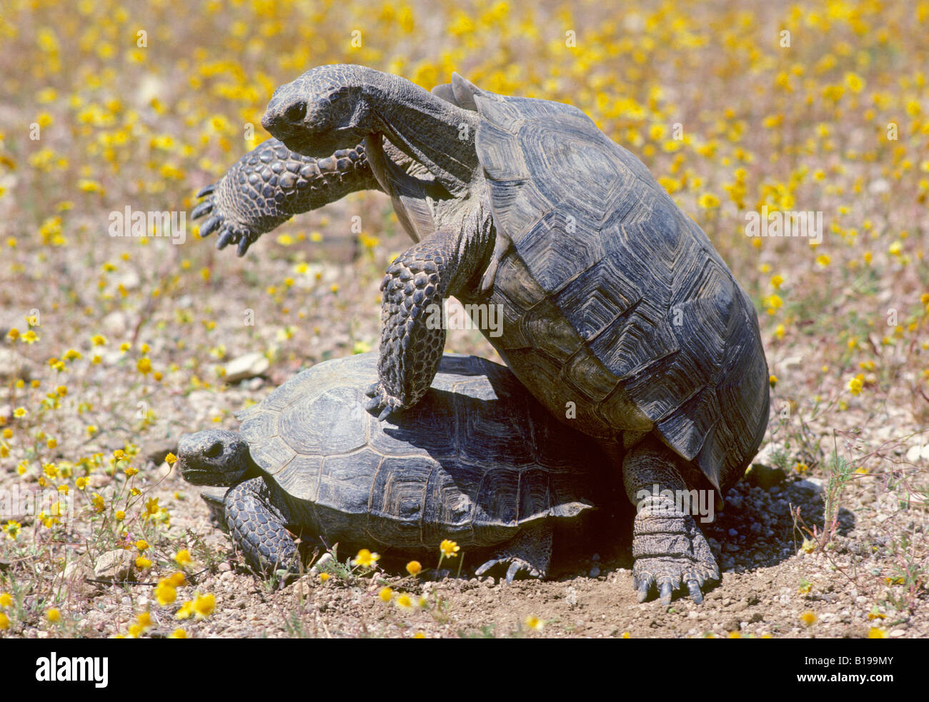 Mating desert tortoises (Gopherus agassizii), Mojave Desert, southern California, USA Stock Photo