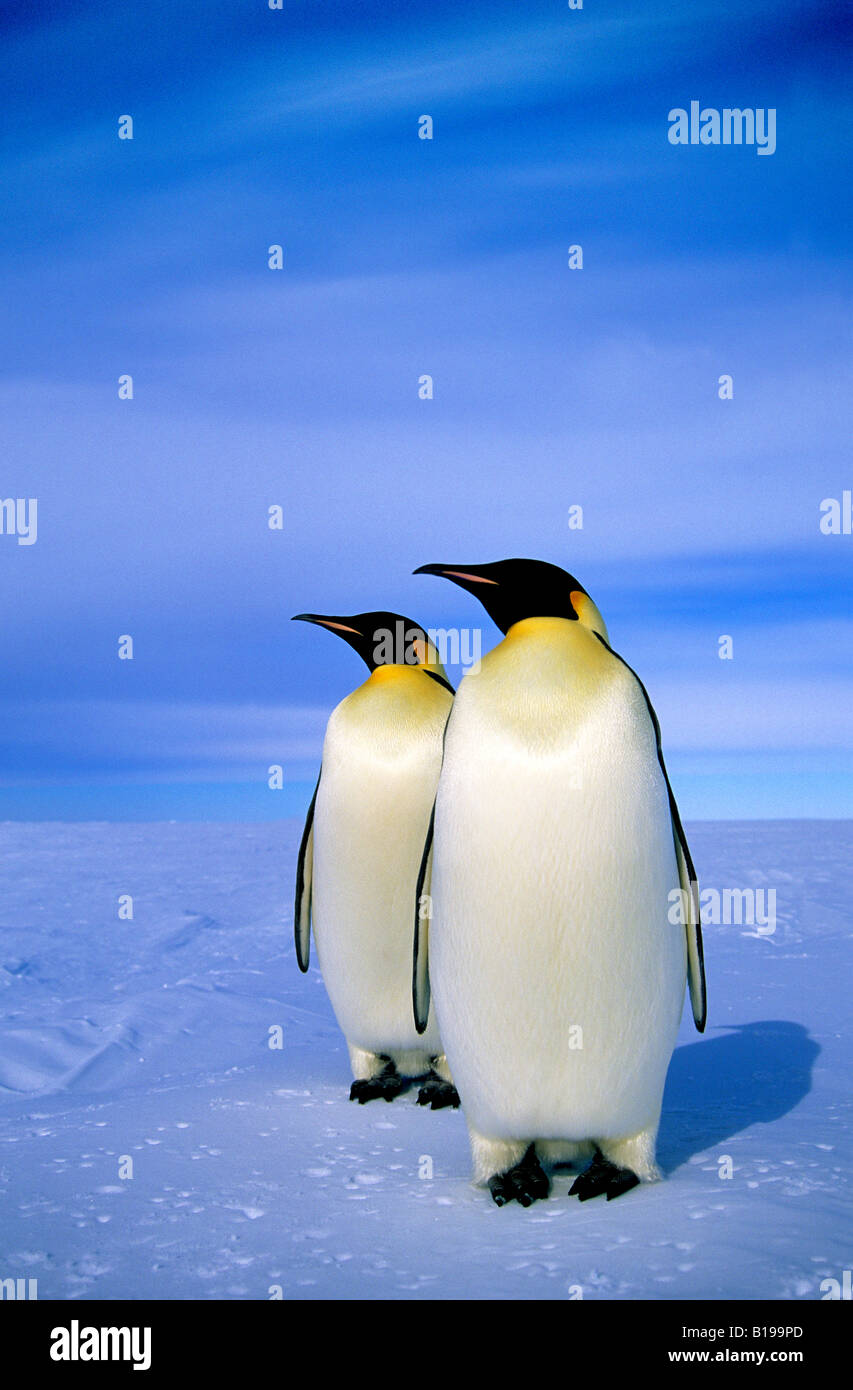 Emperor penguins (Aptenodytes forsteri) near their nesting colony at